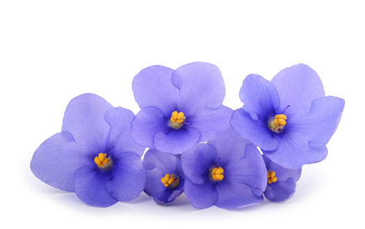 Saintpaulia (African violets) isolated on white background