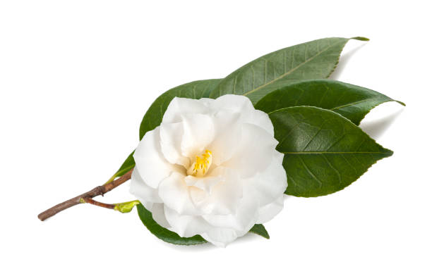 istock camellia branch  with flower 905152566