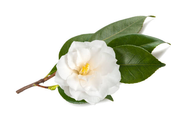 camellia branch  with flower camellia branch  with flower isolated on white camellia stock pictures, royalty-free photos & images