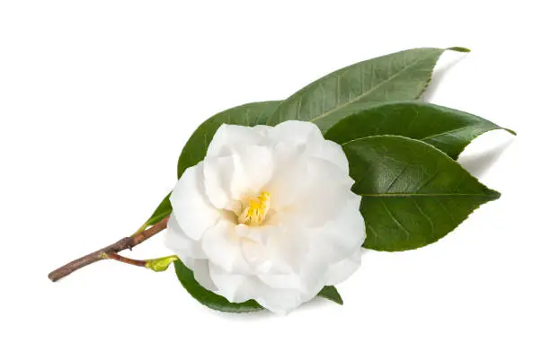 camellia branch  with flower isolated on white