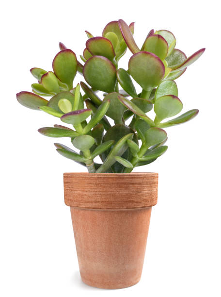 Crassula portulacea plant Crassula portulacea plant in vase isolated on white background jade plant stock pictures, royalty-free photos & images