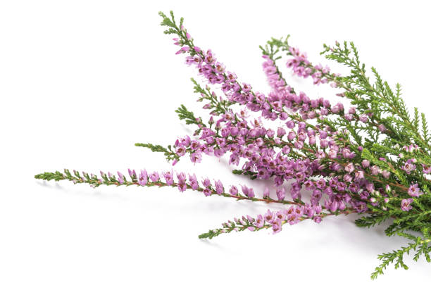 Purple heather flowers Purple heather flowers isolated on white background heather photos stock pictures, royalty-free photos & images