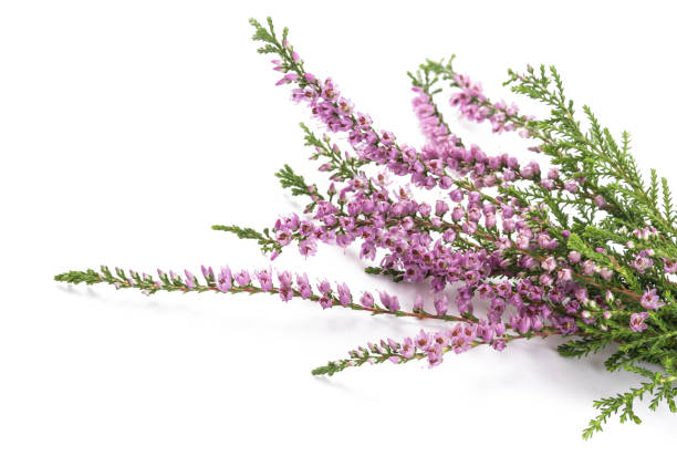 Purple heather flowers Purple heather flowers isolated on white background heather flower stock pictures, royalty-free photos & images