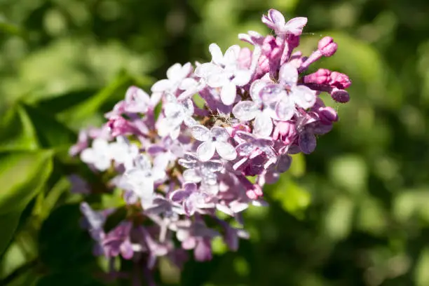 Branch of a blossoming lilacBranch of a blossoming lilac