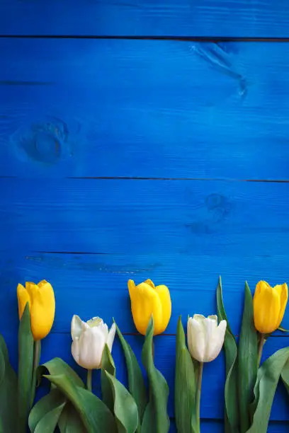 Photo of Row of tulips on blue wooden background with space for message. Women's or Mother's Day background. Top view