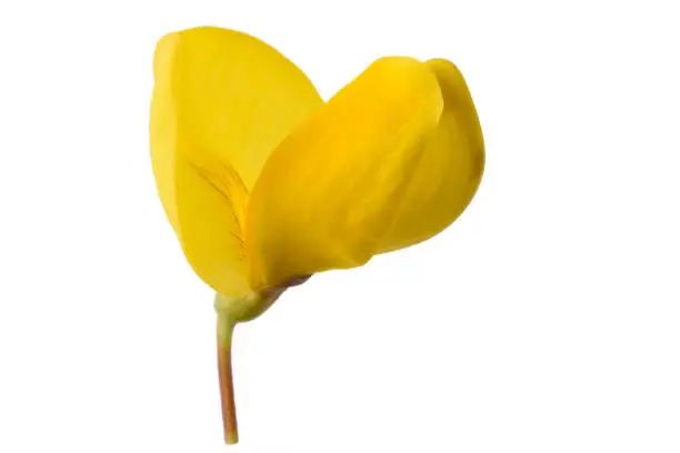 broom flower isolated on a white background