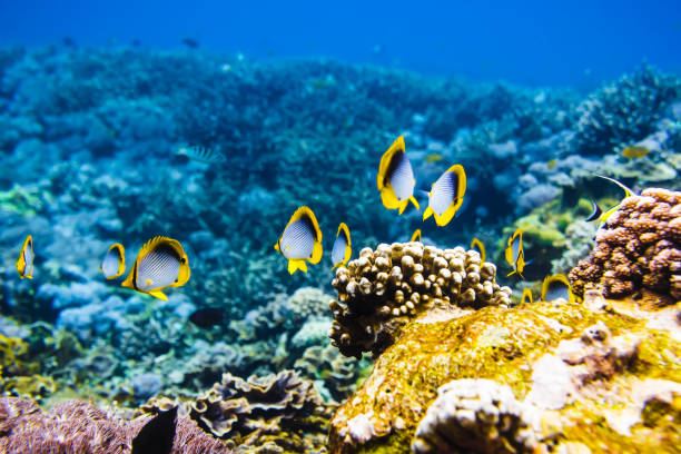 istock Tropical fish on coral reef in blue ocean. 905160532