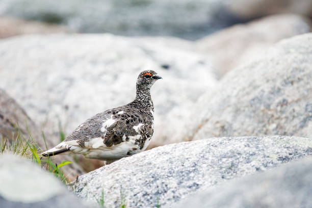 istock Male rock ptarmigan (Lagopus muta) in spring plumage 905162998