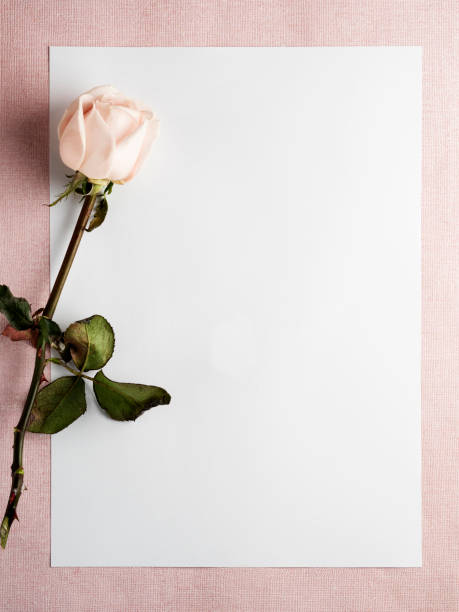 istock rose,valentine’day,paper,page,empty 905163636