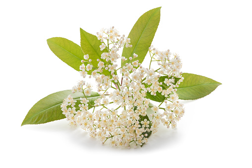 Photinia fraseri with  flowers isolated on white