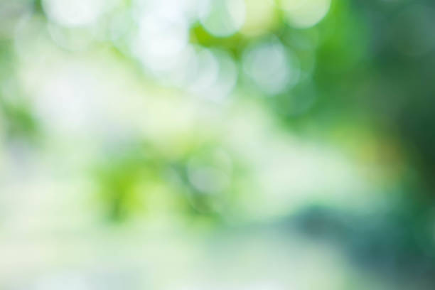 istock bokeh abstract green nature background selective focus 905167656