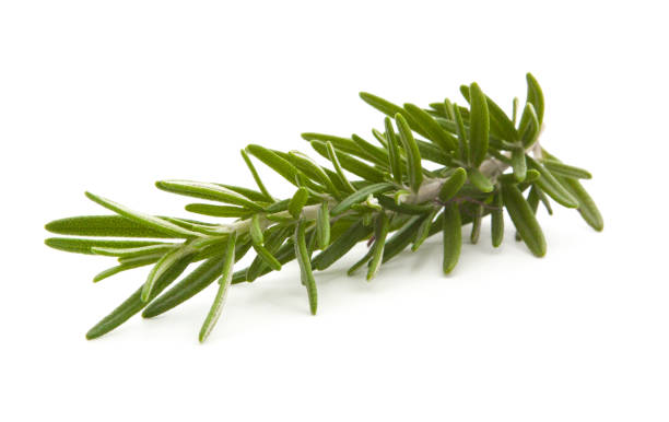 istock rosemary isolated on white background 905167662