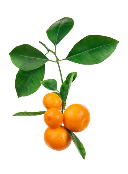 istock tangerines on branch isolated on white 905168084