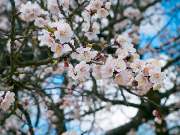 istock Blooming trees, flowering fruit trees, spring and blooming apricot trees Blooming field trees, glowing nature, apricot trees 905168174