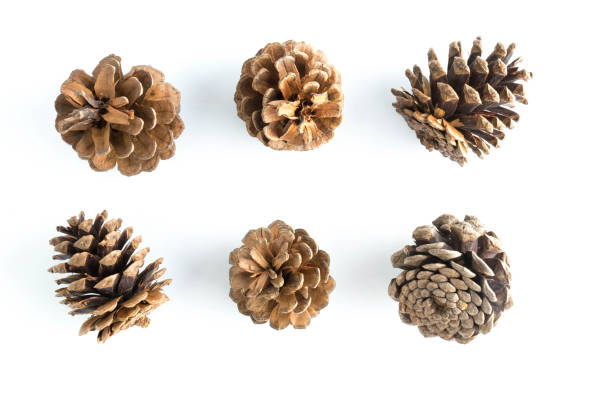 istock big set of cones various coniferous trees isolated on white 905168200