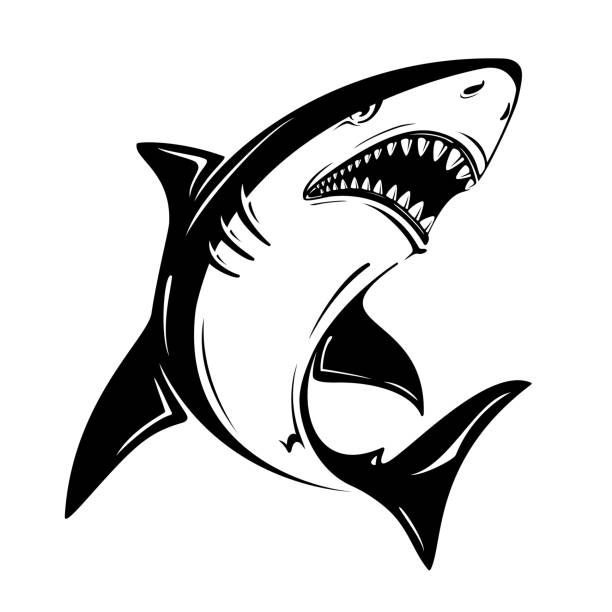Angry black shark vector illustration isolated on white background Angry black shark vector illustration isolated on white background. Perfect to use for printing on tshirts, mugs, caps, mascots or other advertising design tiger shark stock illustrations