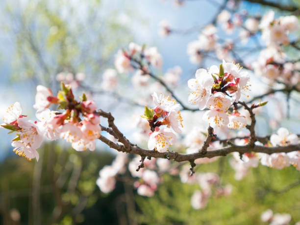 istock Apricot tree flowers. Spring white flowers on a tree branch. Apricot tree in bloom. Spring seasons time of year. White flowers of apricot tree 905168438