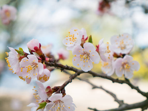 istock Apricot flowers. Beautiful springtime. Watercolor background. Blooming tree branches with white flowers. White sharp and defocused flowers blooming tree. 905168516