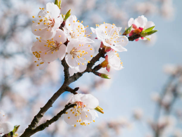 istock Apricot tree flowers with soft focus. Spring white flowers on a tree branch.  Apricot tree in bloom. Spring, seasons, white flowers of apricot tree close-up. 905168580