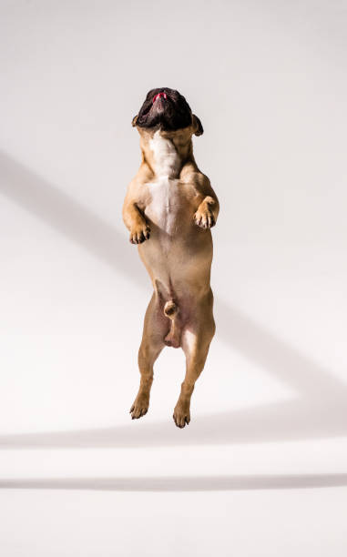 istock Purebred French Bulldog 905172584