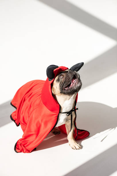 istock dog in superhero costume 905172680