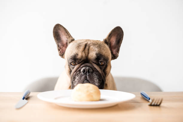 istock french bulldog looking at meal 905172800