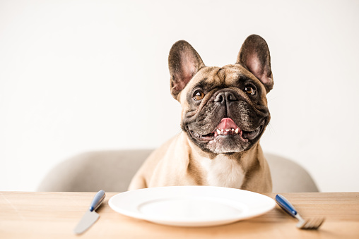 funny french bulldog sitting at table with empty plate and cutlery