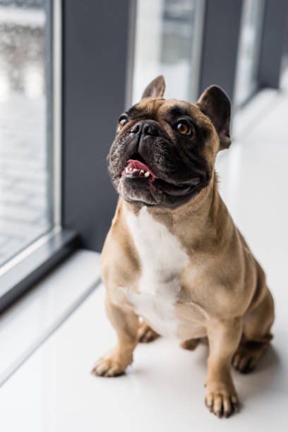 istock dog at home 905173276
