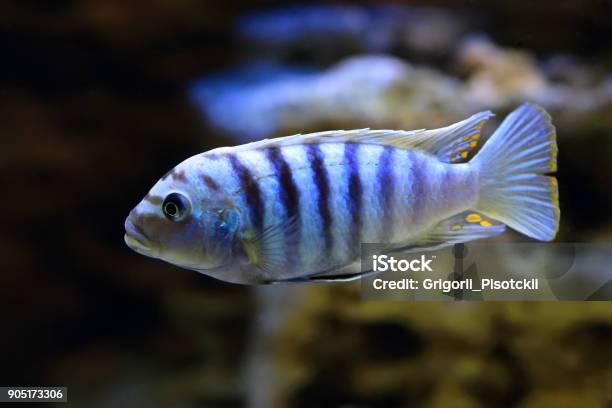 Aquarium Fish Pseudotropheus Saulosi Closeup Stock Photo - Download Image Now - Fish, Malawi, Africa