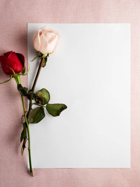 istock rose,valentine’day,paper,page 905173526