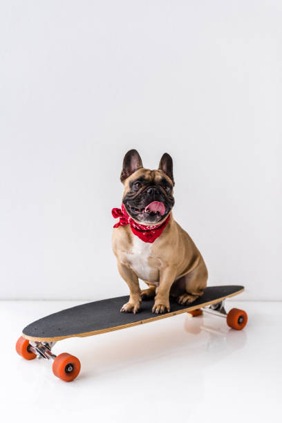 istock bulldog sitting on skateboard 905173698