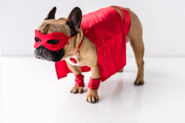istock dog in superhero costume 905173720