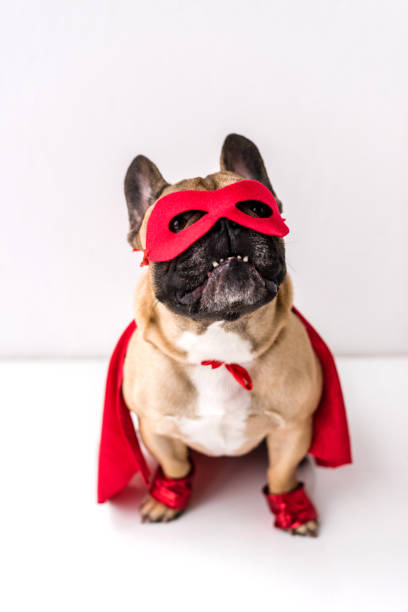 dog in superhero costume