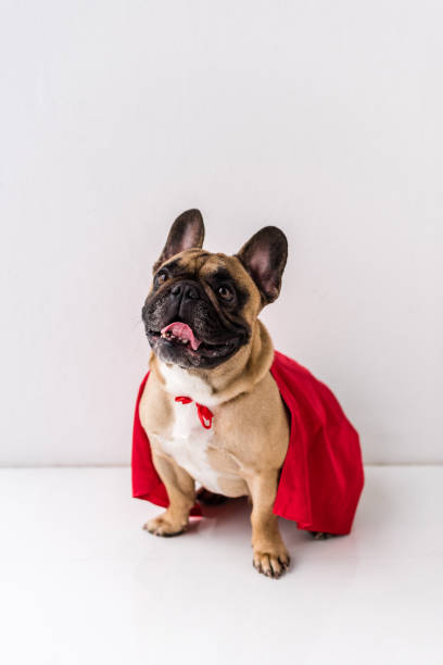 istock dog in superhero costume 905173770