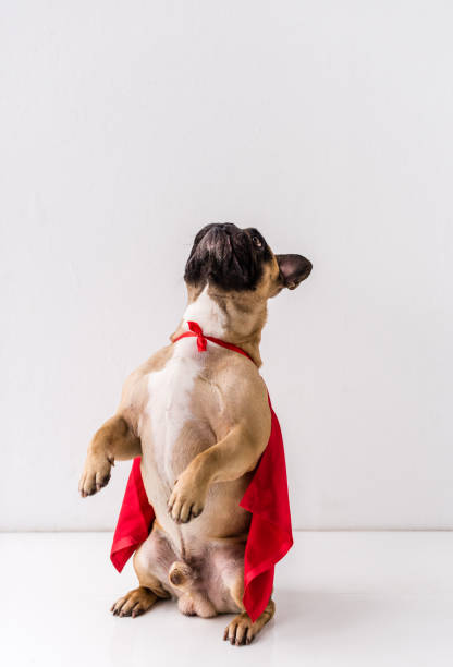 istock dog in superhero costume 905173788