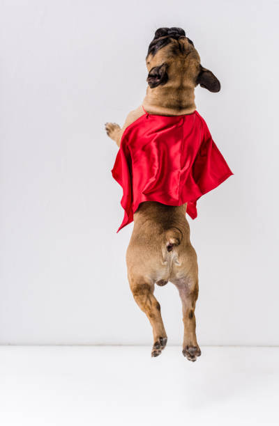 istock dog in superhero costume 905175844