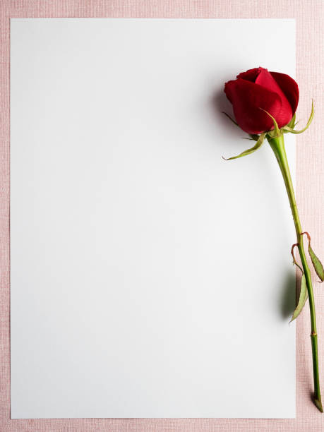 istock rose,valentine’day,paper,page 905175944