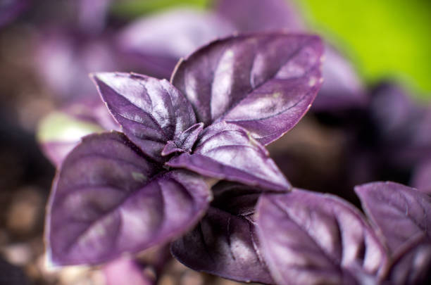 choux de semis basilic italien violet - basil herb plant organic photos et images de collection