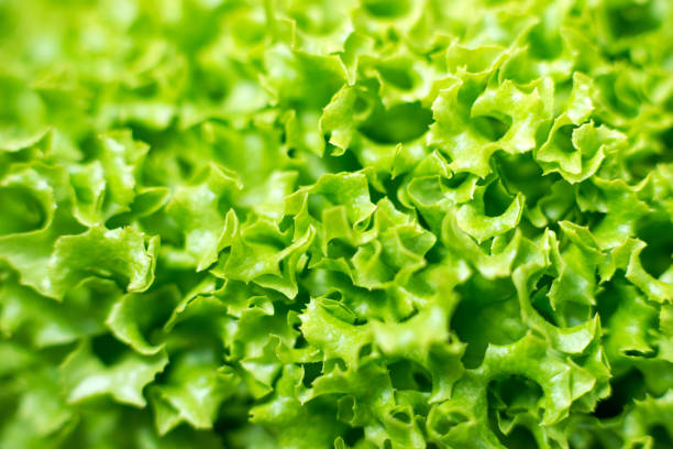 feuille de salade lollo biondo - lollo bionda lettuce photos et images de collection