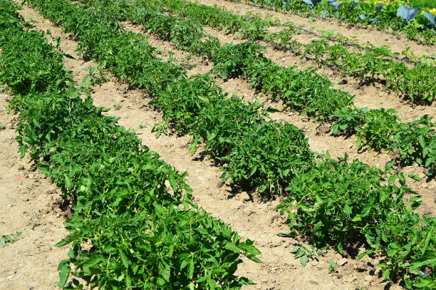 drip irrigation system, tomato plants in the organic hobby garden, growing tomatoes in amateur hoby garden ready to produce, - hoby imagens e fotografias de stock