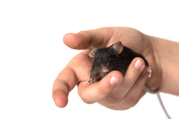 Chilean squirrel in the hands of a child.
