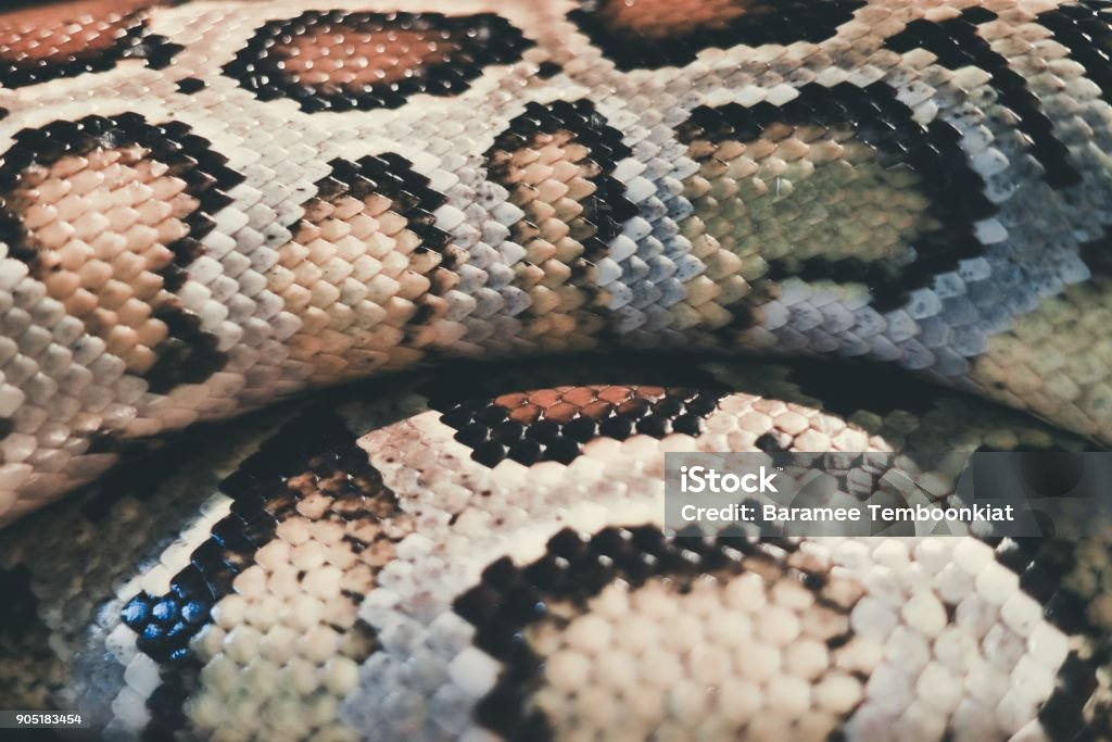Skin Of Burmese Python Python Bivittatus Iucn Red List Data Vulnerable ...