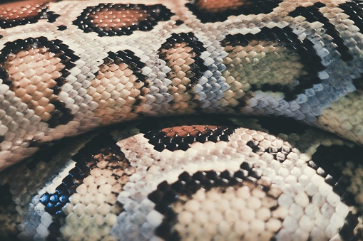 Burmese Python Rash Guard Skin Of Burmese Python Python Bivittatus Iucn Red List Data Vulnerable ...