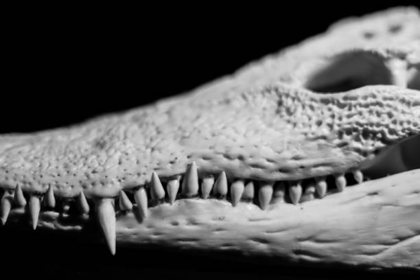 istock Real animal crocodile scull. Photo with black background  Bones , focus only teeth 905183460