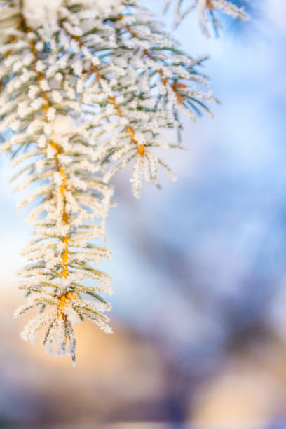 istock Morning fir 905184950
