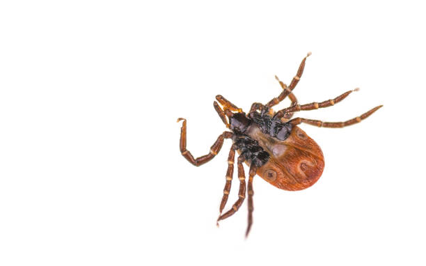 istock Castor bean tick from the bottom on a white background. Ixodes ricinus 905185480