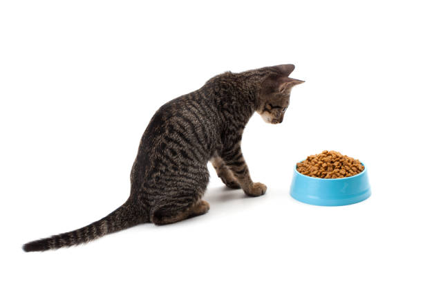 istock cat eating pet dried food 905189082