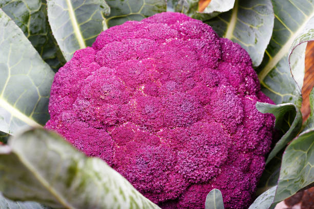 istock whole head purple cauliflower with leaves 905192322