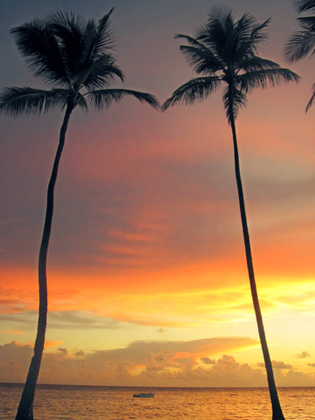 istock The palm grows on the sea shore. 905193358