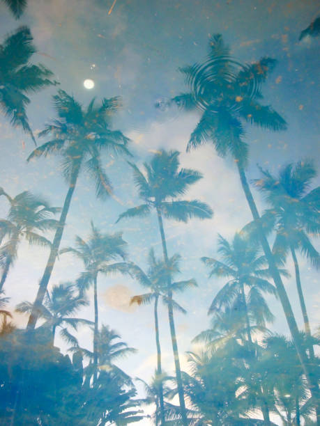 istock The reflection in the water coconut trees 905194064
